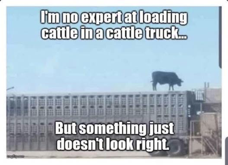 CattleTruckLoading